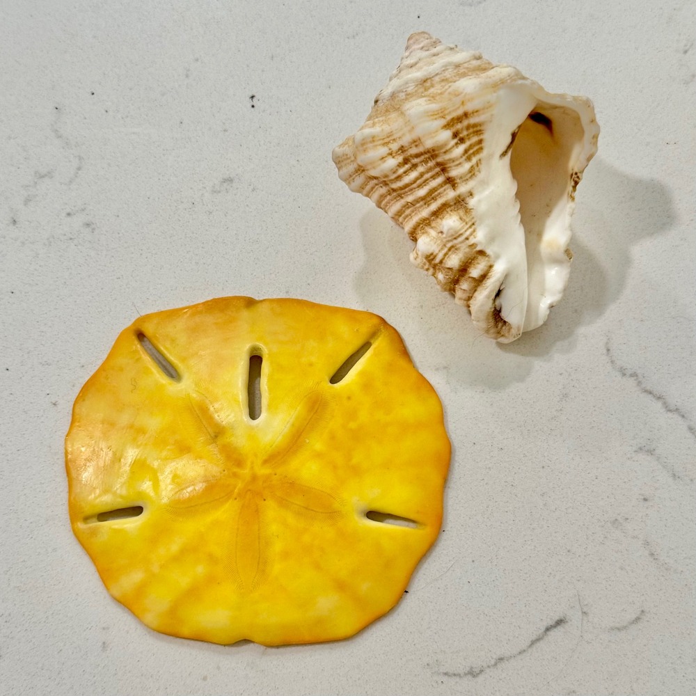 Coastal Decor Set Yellow Sand Dollar and Textured Conch Shell‎